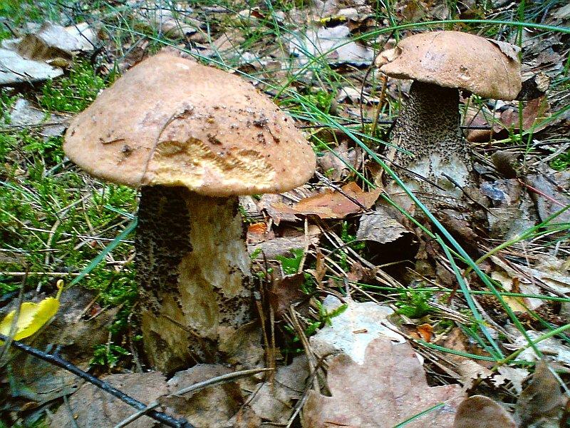 Pierwsze jadalne grzybki się pojawiają - 2 kozaki