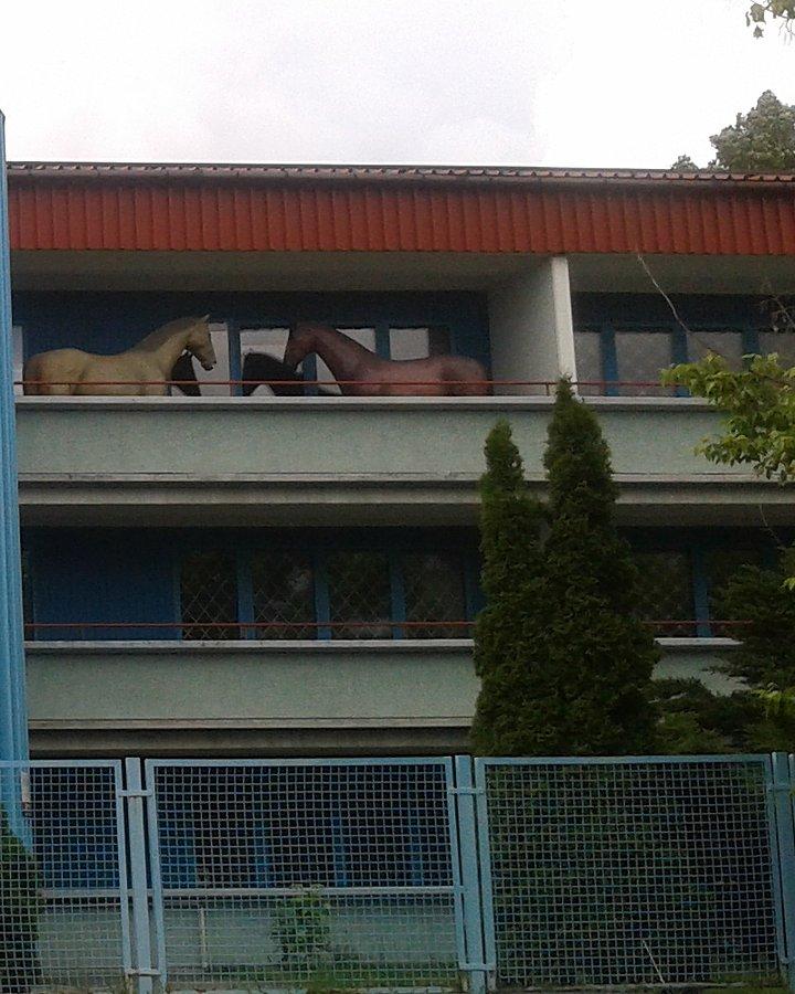 Konie na balkonie?
