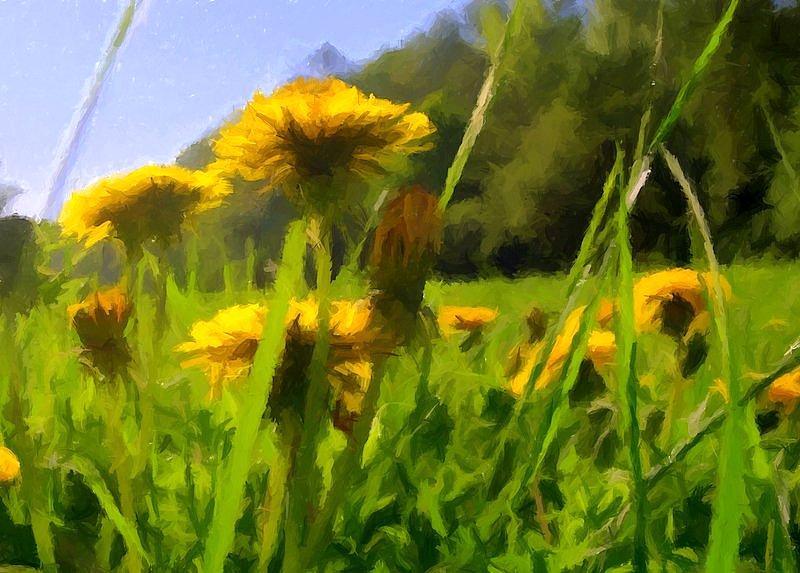 Mleczyki w lasku makoszowskim - fotosketcher