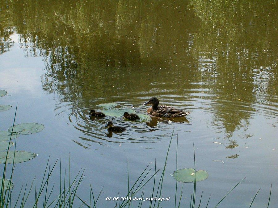 02-06-2013. Rodzinka w komplecie, mama kaczka z trójką małych kaczuszek na stawku parku na Górkach w Tczewie