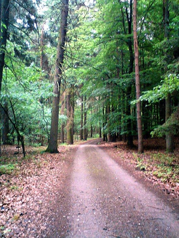 Puszcza Zielonka - Uroczysko Maruszka