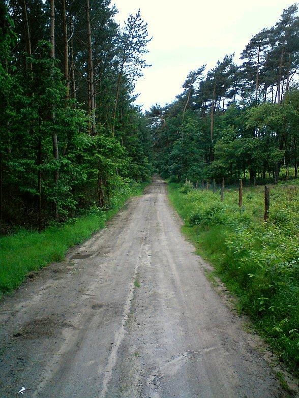 Jazda leśną drogą przez Uroczysko Maruszka w Pyszczy Zielonka