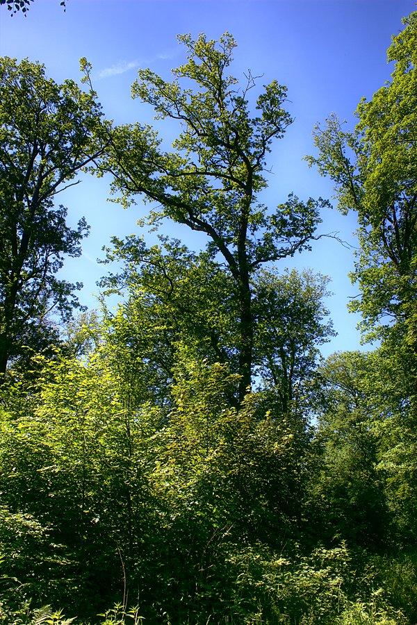 Dzrewa w rezewracie_5
