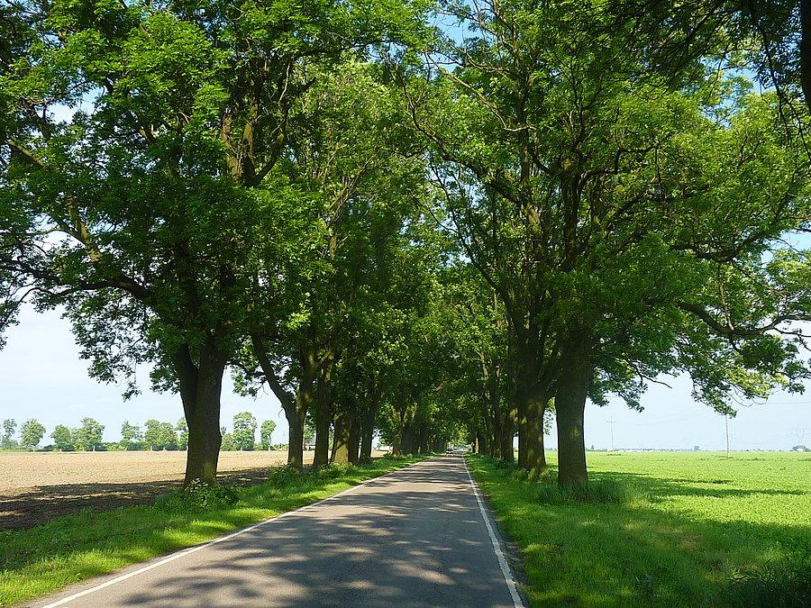 Droga prowadząca przez Białutki i Wąsy do Pilaszkowa