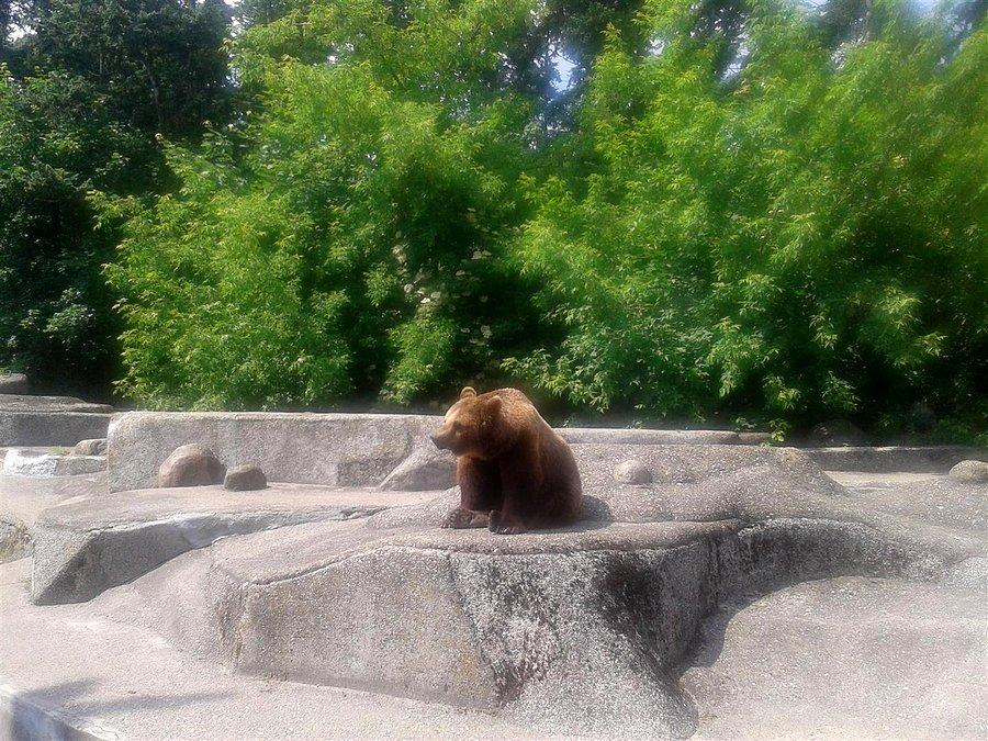 Tu są warszawskie "miśki"