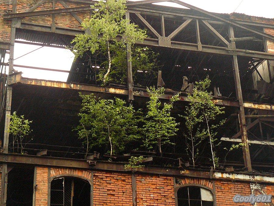 Brzoza Postindustrialna - cały zagajnik ;)