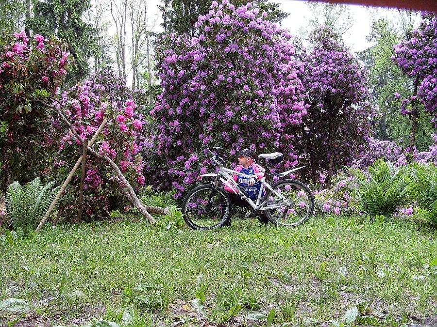 I to co najpiękniejsze końcem maja cały park w pięknie kwitnących rododendronach