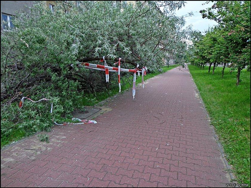 A nie bezpieczniej byłoby ściąć drzewko niż porozwijać taśmę "Straż Miejska"?