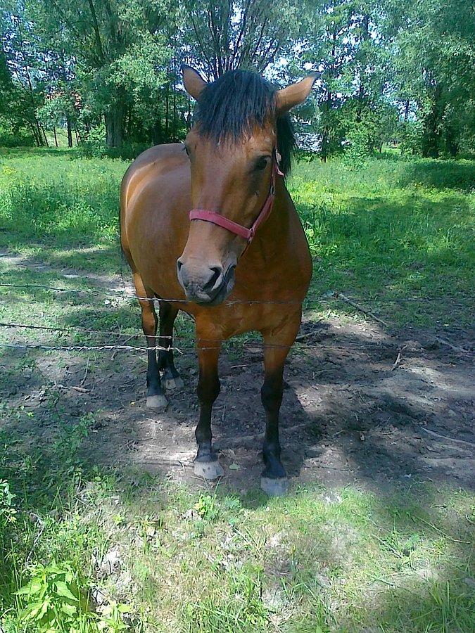 Konik:)