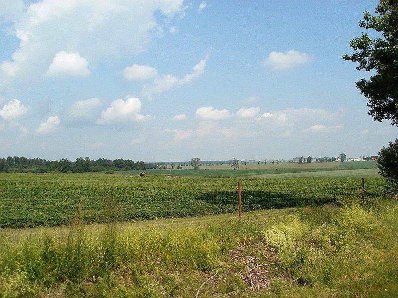 Plantacje truskawek