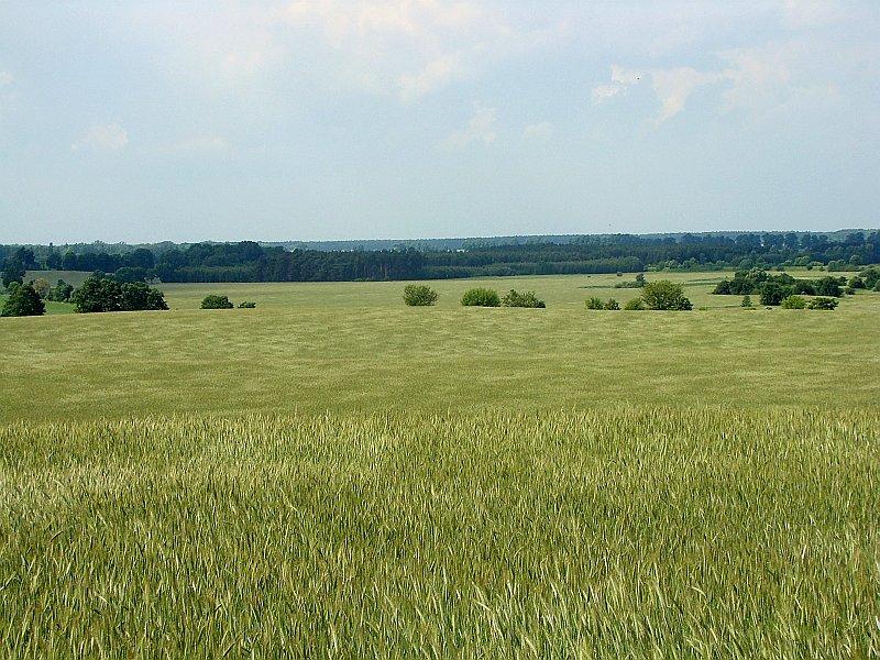 Łany zboża falowały jak fale wody