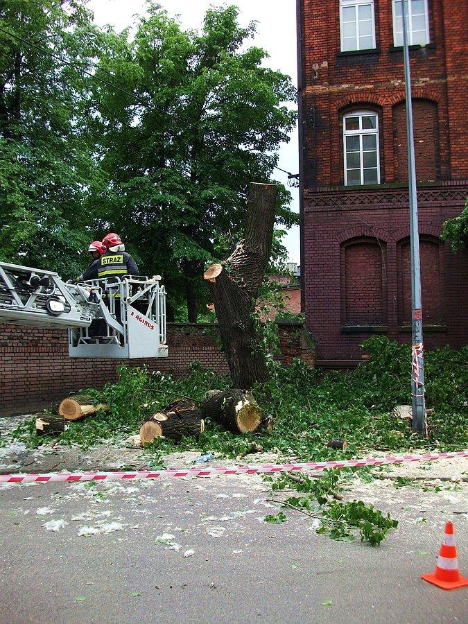 Szkoda drzewa