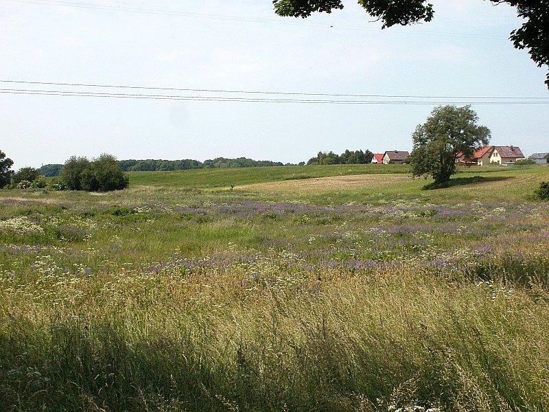 Na łąkach zrobiło się zielono - fioletowo