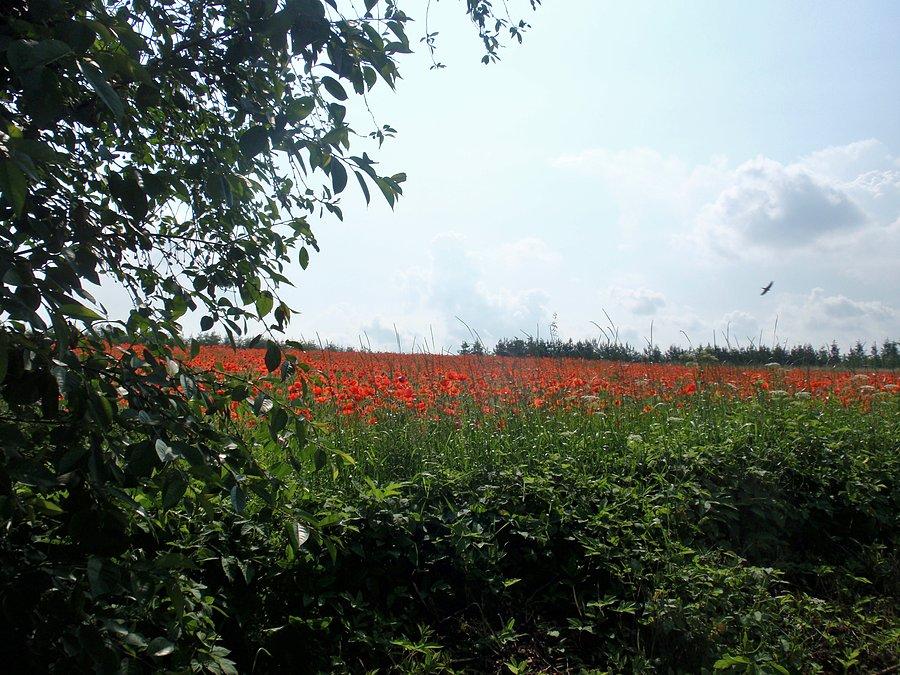 Pole maków