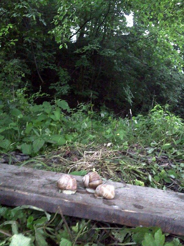 Gródek ? w Pogwizdowie