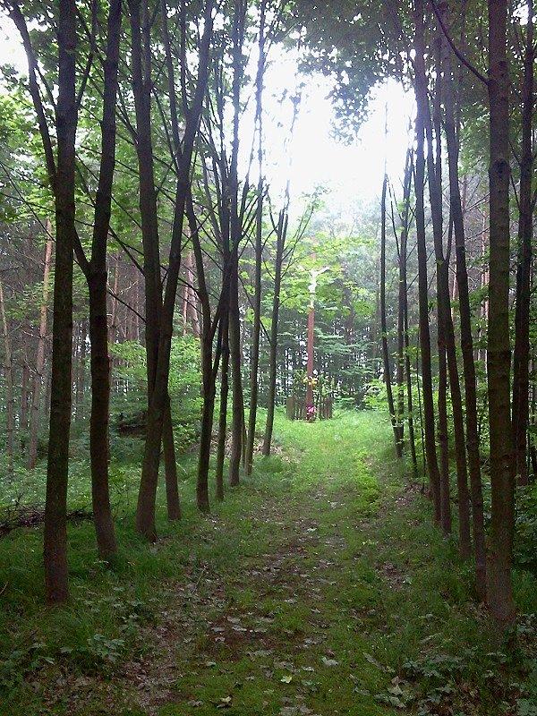 Gródek w Pogwizdowie