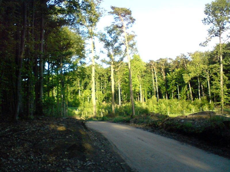 Leśna droga