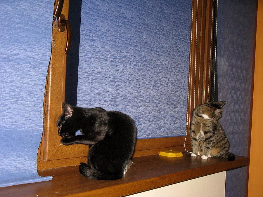 Wieczorna towaleta :-)