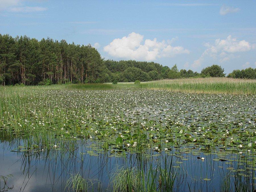 Żabi Staw koło Bobrowników