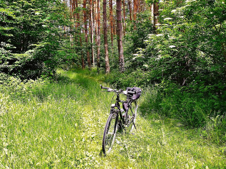 Wtorkowa wycieczka rowerowa. Natura