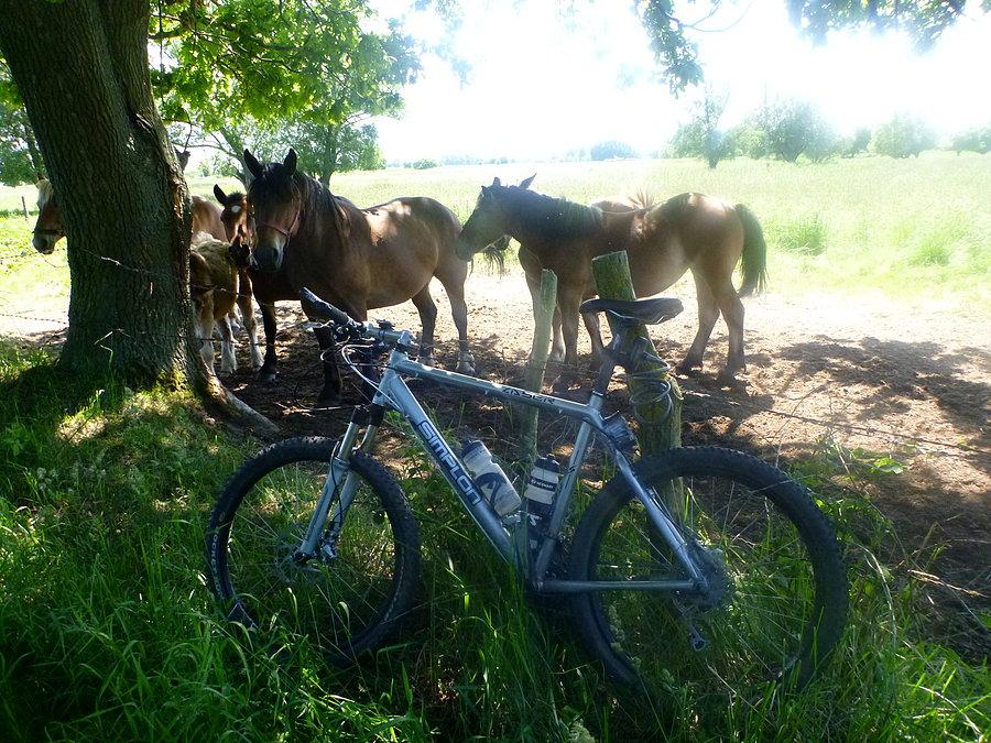 Konie na Karsiborzu - Świnoujście