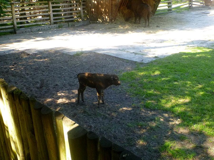 Najmłodszy żubr, jeszcze bezimienny - Zagroda Pokazowa Żubrów - Wolin