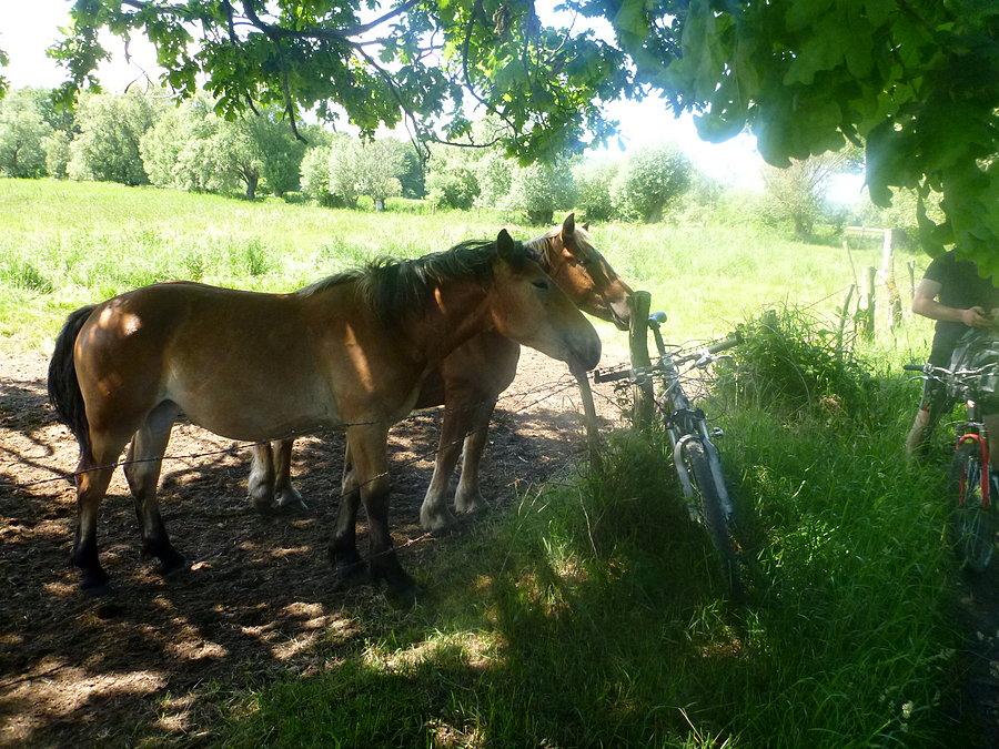 Konie na Karsiborzu - Świnoujście