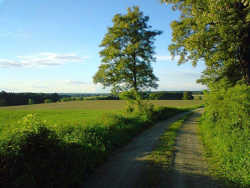 Malownicza droga polna na skraju Puszczy Zielonka, nieopodal wsi Bolechówko