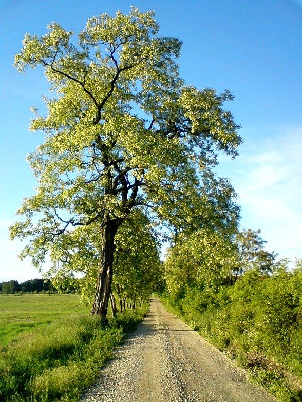 Kwitnące akacje u schyłku wiosny