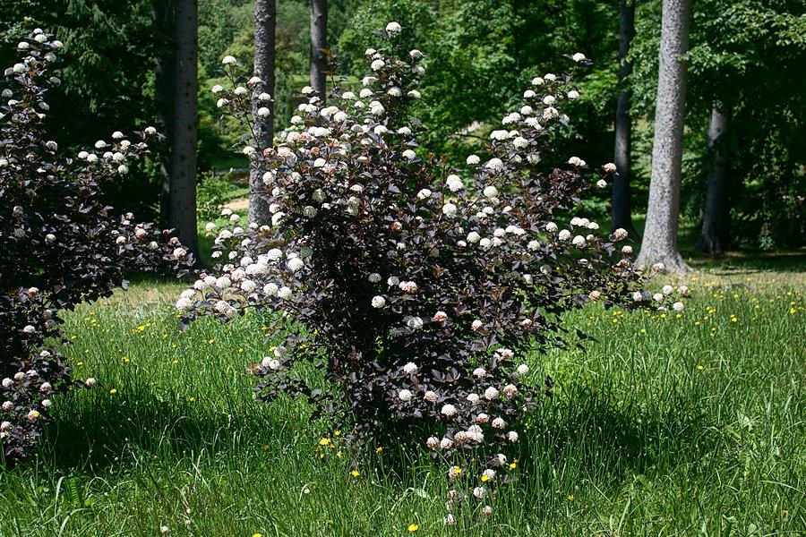 W arboretum w Glinnej_3