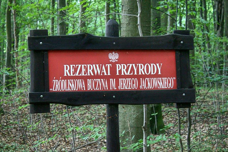 "Zródliskowa buczyna"