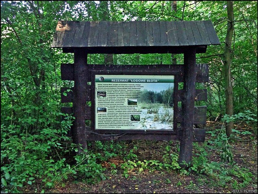 Rezerwat Łosiowe Błota
