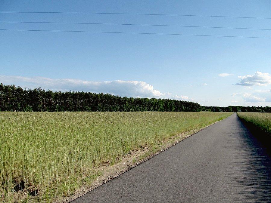 Okolice Osse - ta droga w prost prowadzi do Lasu Szczawińskiego i Moszczenicy