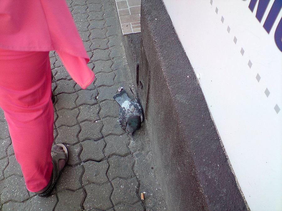 Trup w każdej szafie