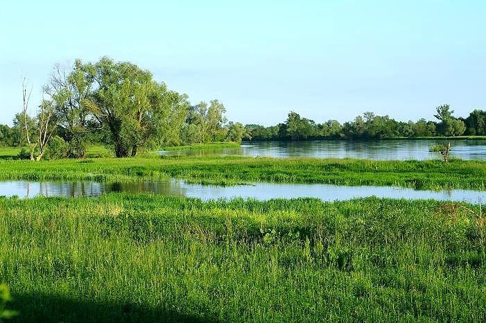 Narew