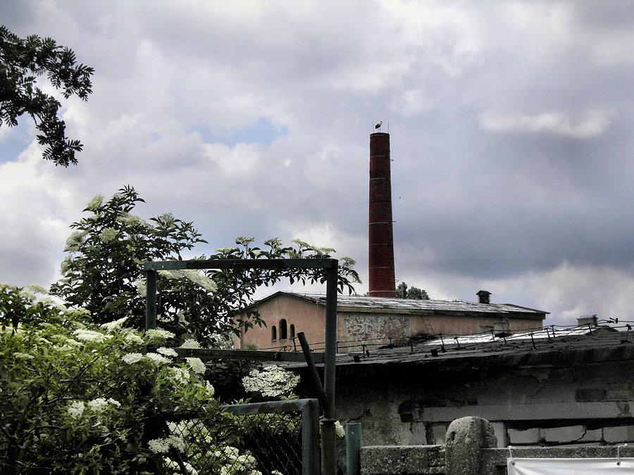 Bocian z Dobrej, tym razem na kominie