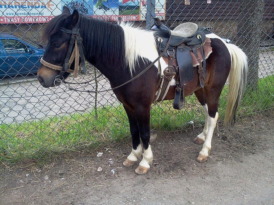Konik na Gubałówce