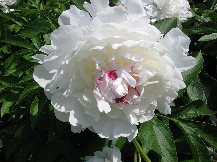 Peonia vel piwonia