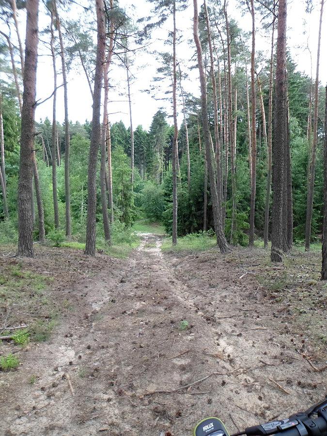 Las jarantowski podjazd 06 2013
