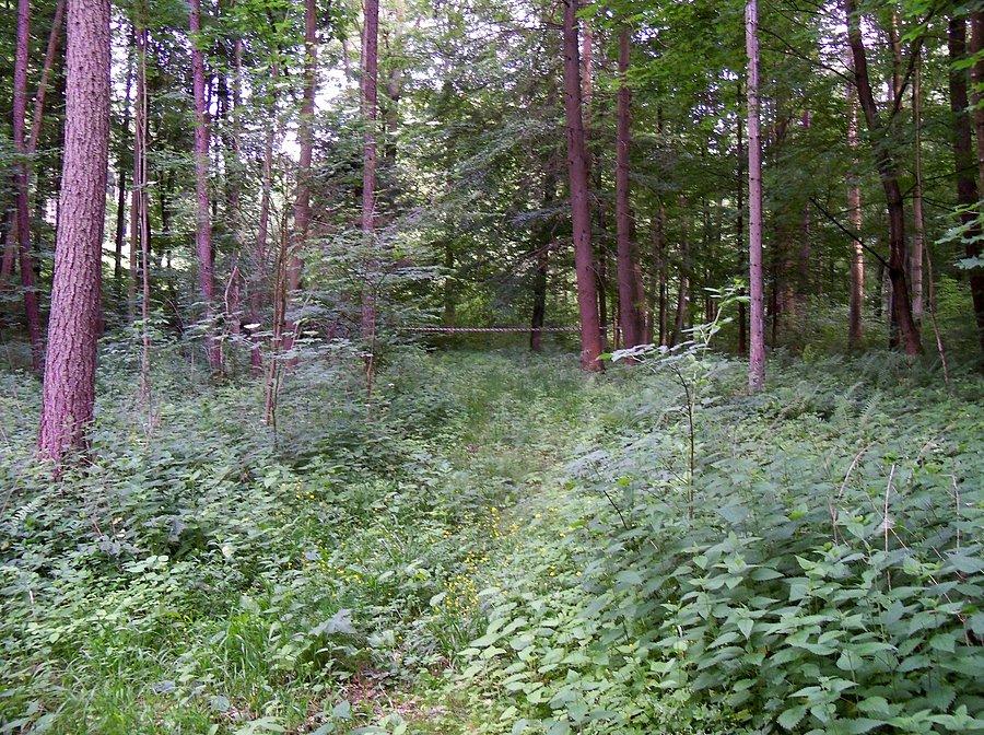Znakowanie trasy Bażantarnia MTB Maratonu