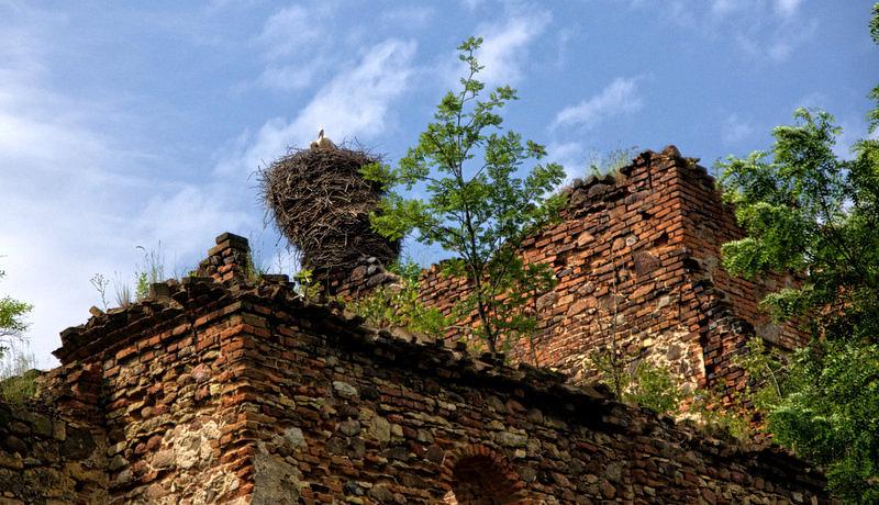 Ziemięcice - gniazdo bocianie na ruinach starego kościoła