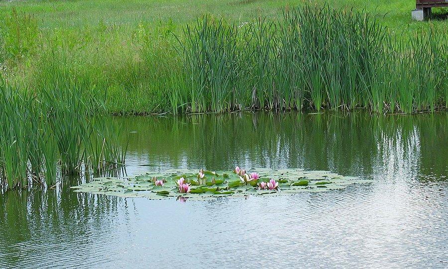 Mały staw w Koceranach