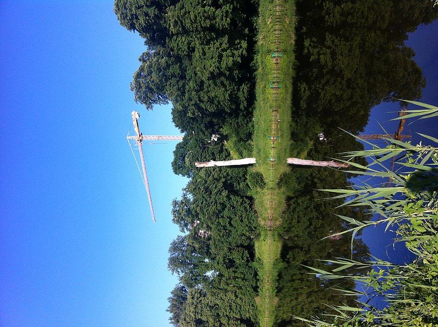 Dźwig, stare drzewo i natura