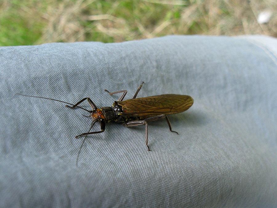 Czterocentymetrowe bydle