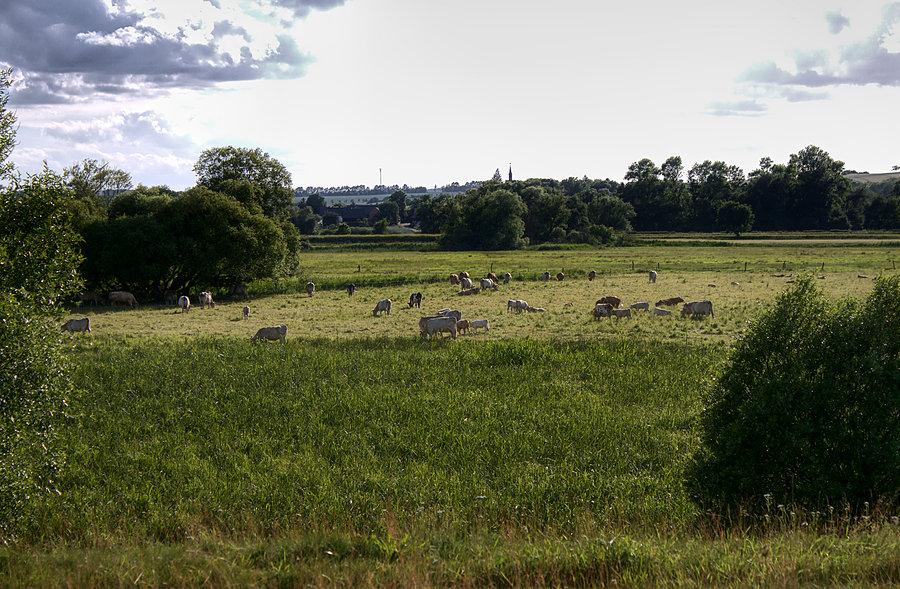 Stado krów nad Odrą się pasące