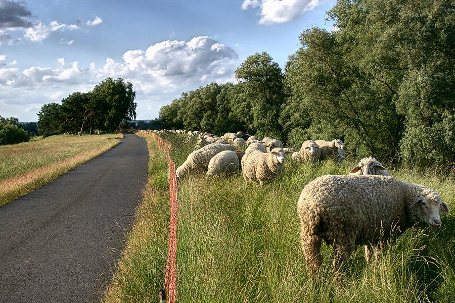 Żywe kosiarki nad Odrą