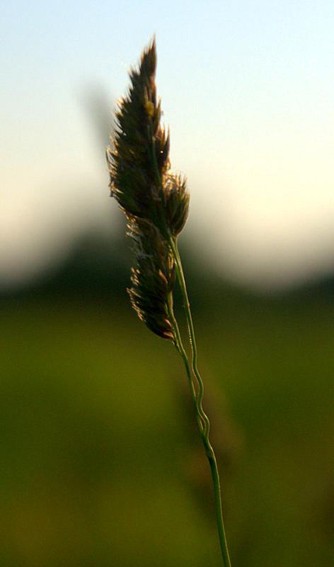 Na polu, a może łące