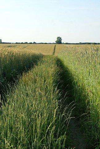 Czarny Bocianie, gdzie jesteś?