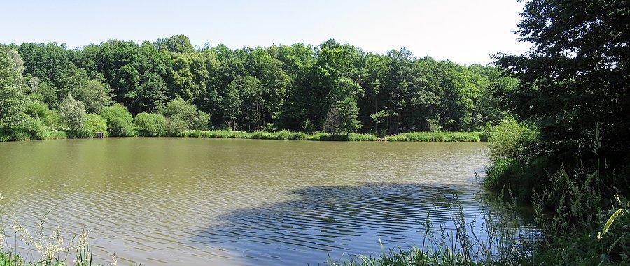 Staw w okolicy Zabratówki
