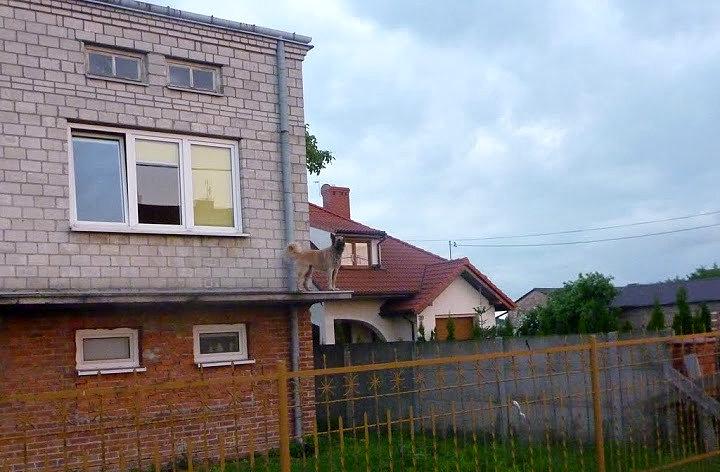 Bez obroży, bez łańcucha, bez ogrodzenia. Pełna wolność :)